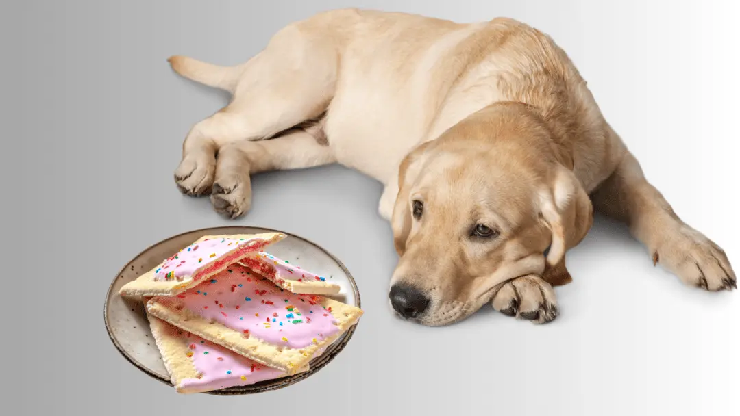 My Dog Ate A Chocolate Pop Tart, Should I Worry? - PetCosset