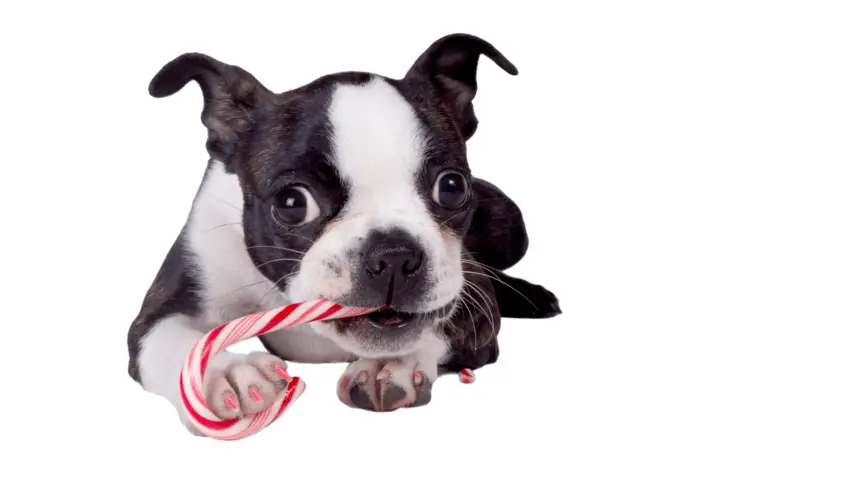 What should I do if my dog ate candy canes