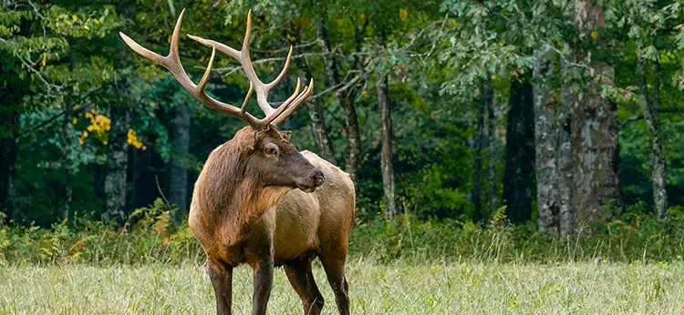 what to do if a deer attacks your dog