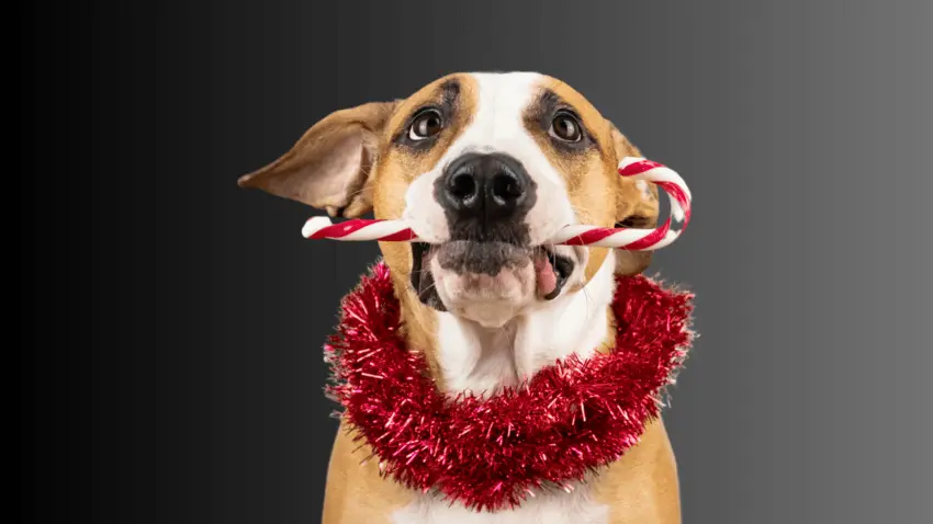 Why are candy canes dangerous for dogs