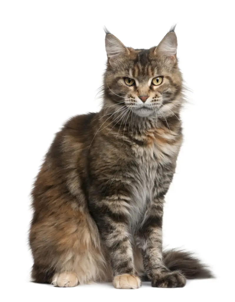 Is Maine Coon Hypoallergenic? Breed Facts
