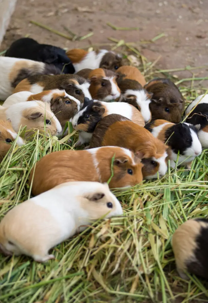 how did guinea pigs get their name