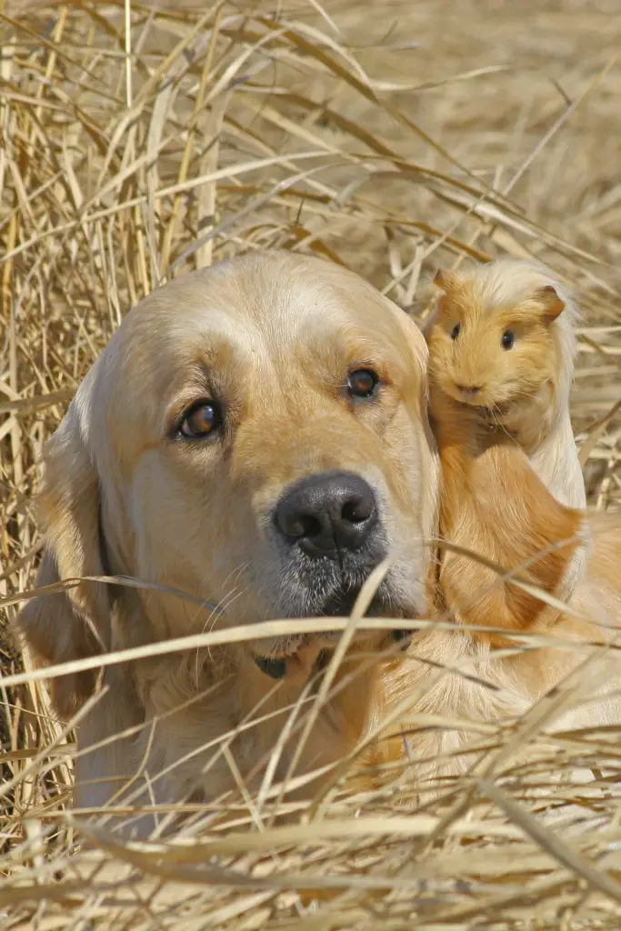 Guinea Pig Popcorning Explained