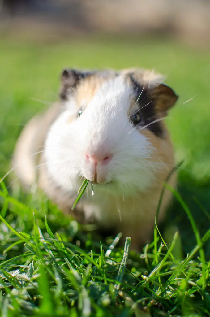 4 Common Causes That Can Lead To Sudden Death in Guinea Pigs