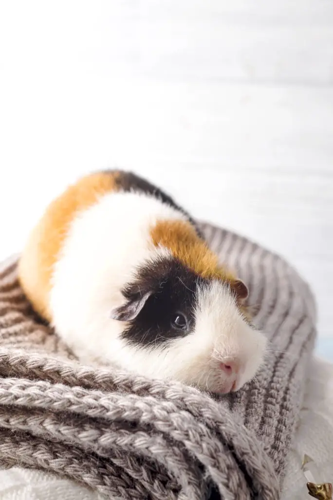 Providing Water To Your Guinea Pigs
