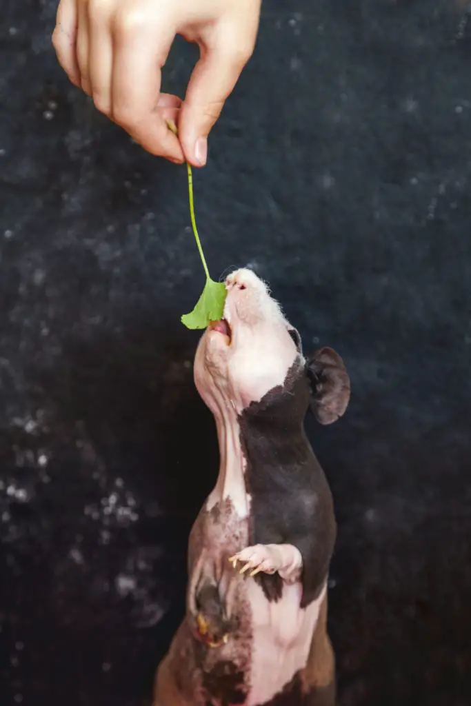 How long can guinea pigs go without water