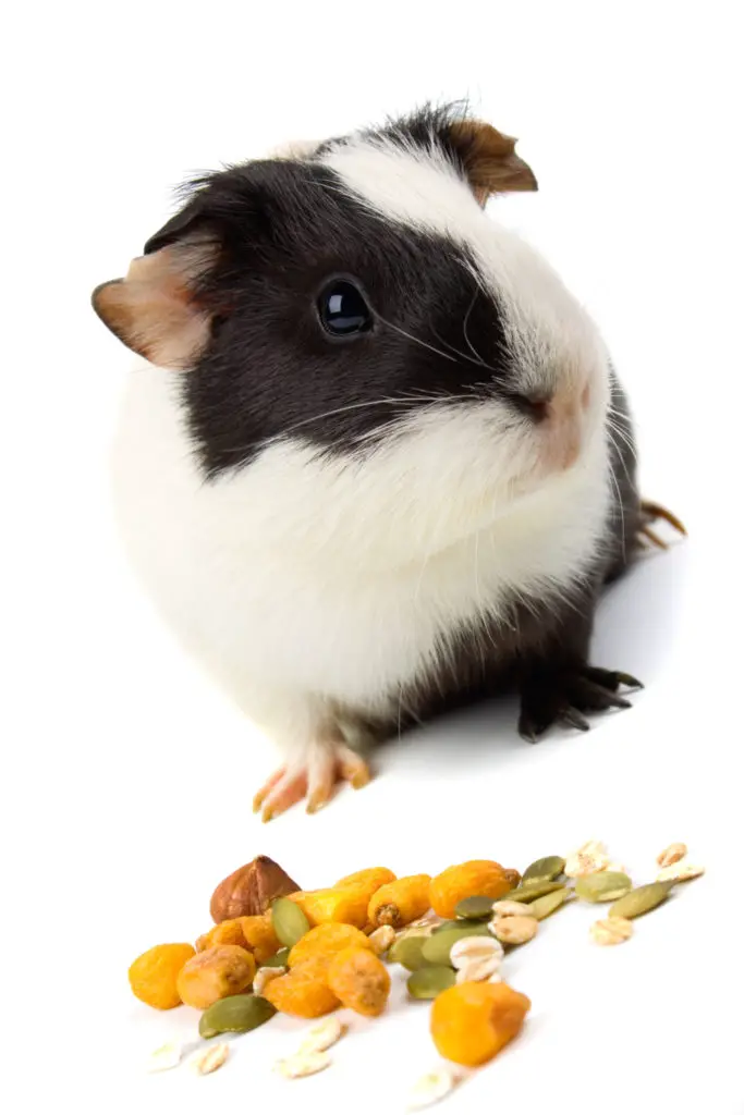 3 Risks Of Giving Apples To Guinea Pigs