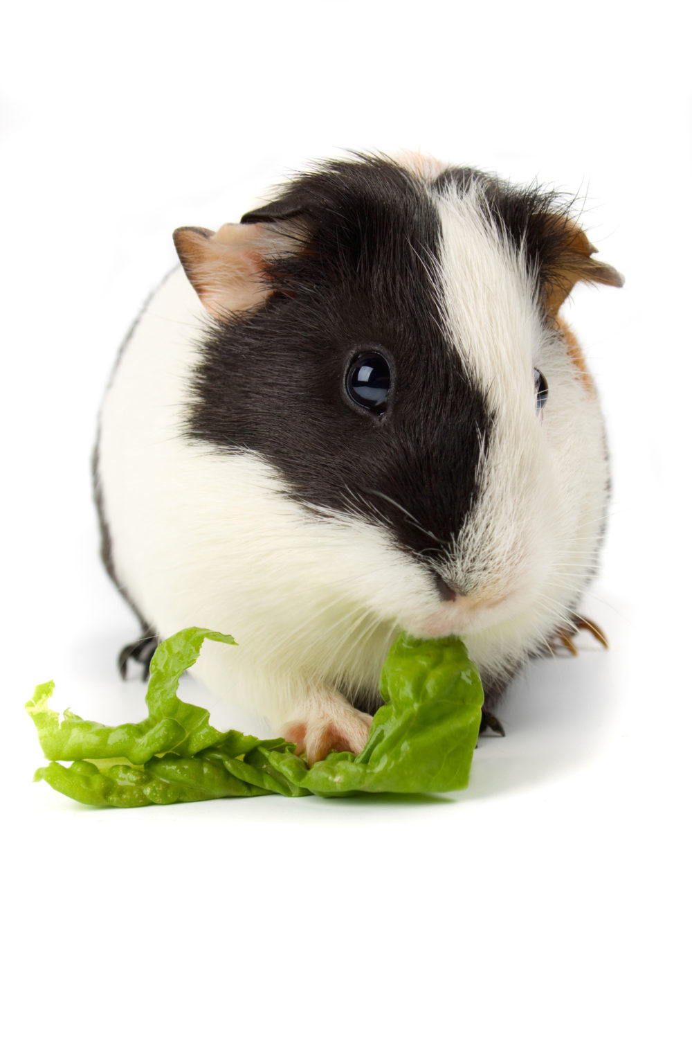Why Do Guinea Pigs Jump? 5 & More Best Things To Know! PetCosset