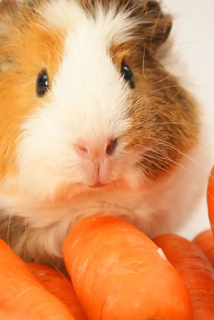 How To Tell If Your Guinea Pig Likes You? 3 Easy Ways