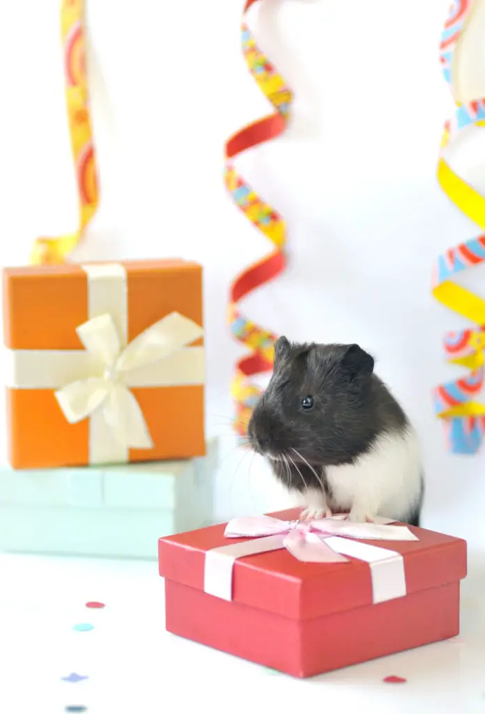 How To Tell If Your Guinea Pig Likes You? 3 Easy Ways