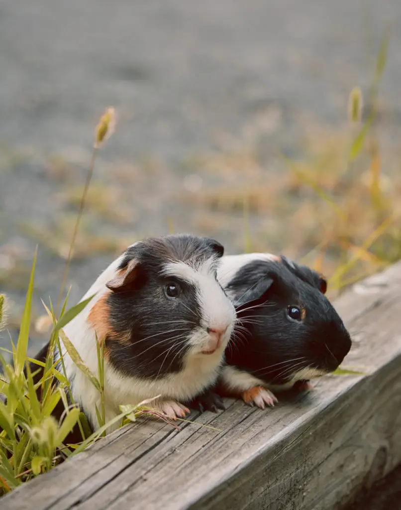 Guinea Pig Facts