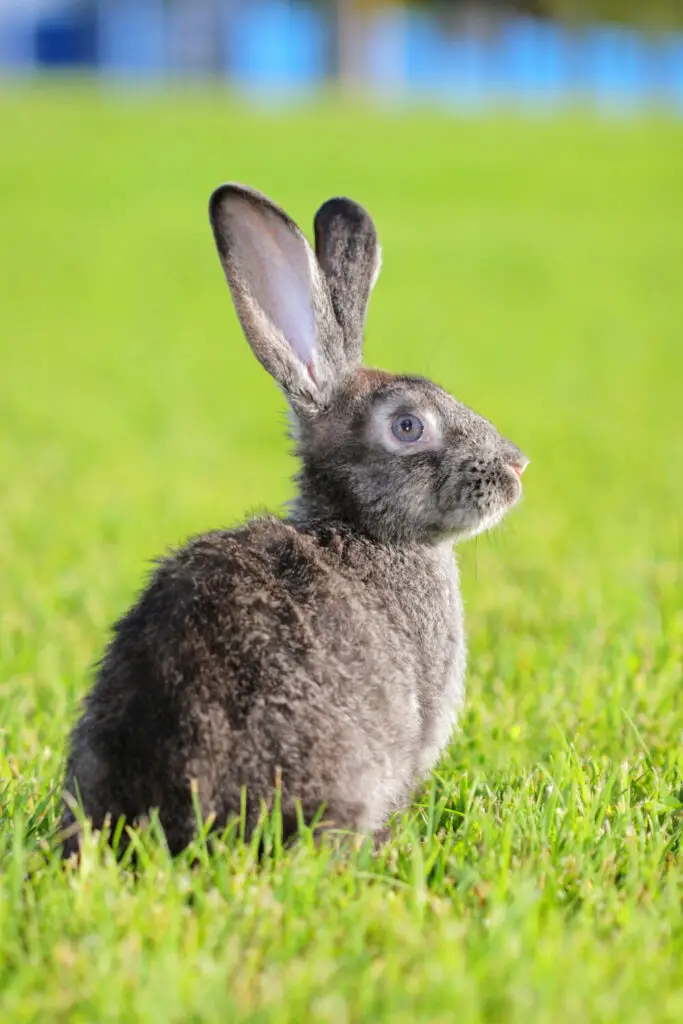 What Are Rabbits Allergic To?