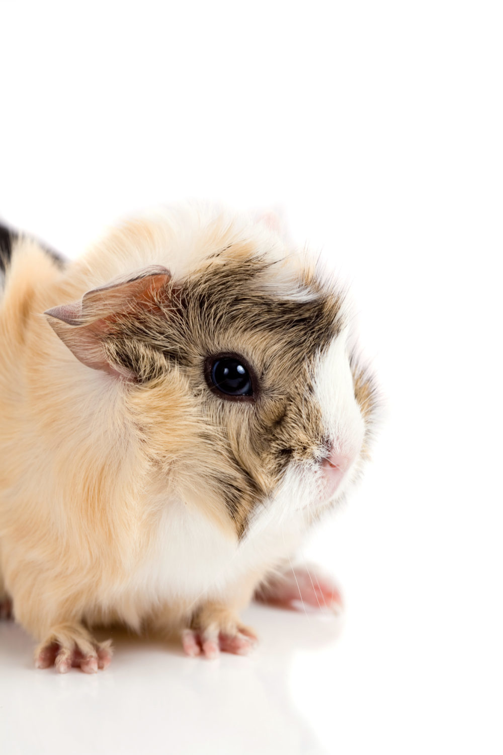 Can Guinea Pigs Eat Plums? 6 Interesting Facts And More! PetCosset