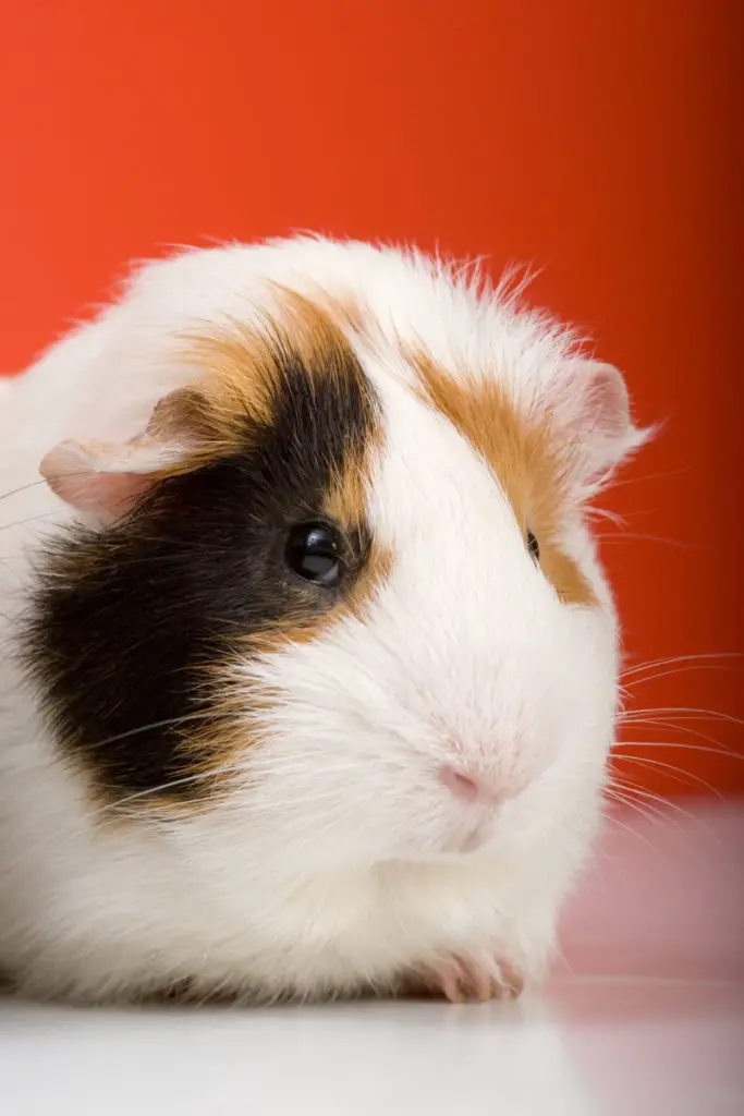 how to train a guinea pig