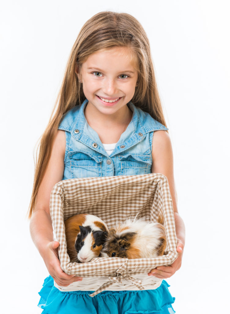 Are Guinea pigs Smarter Than Other Rodents