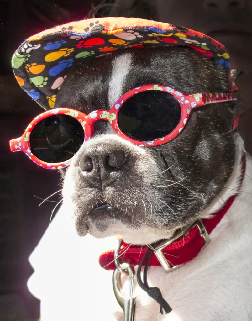 Why does my dog’s breath smell like death?