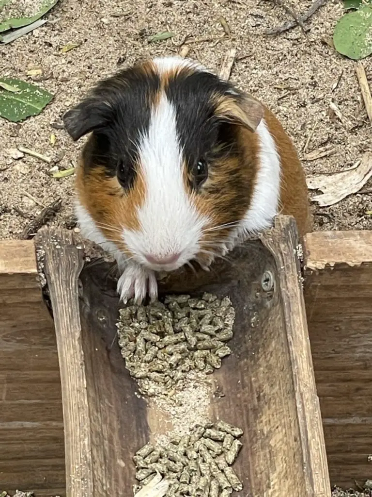 Can guinea pigs eat cherries