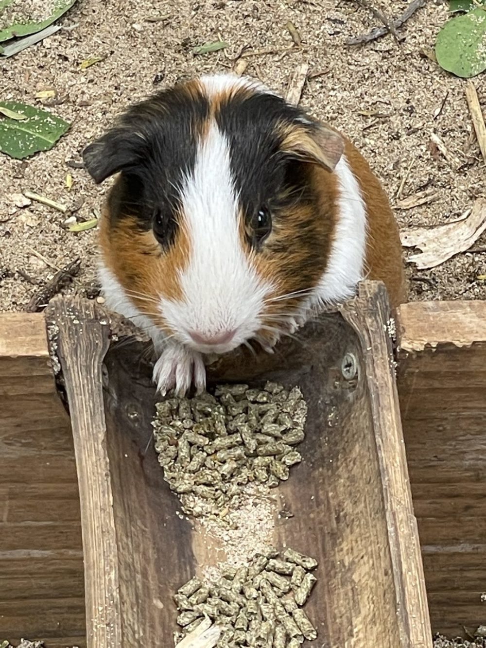 Can Guinea Pigs Eat Cherries? Benefits And Risks PetCosset