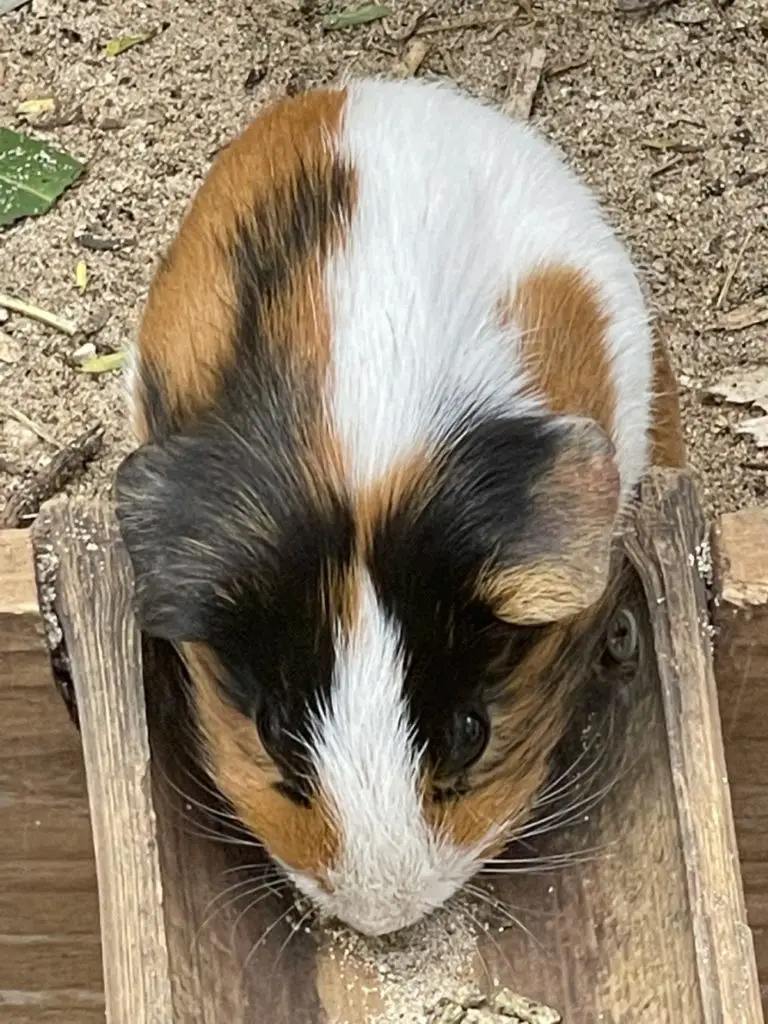 Risks To Consider When Feeding Yams To Guinea Pigs