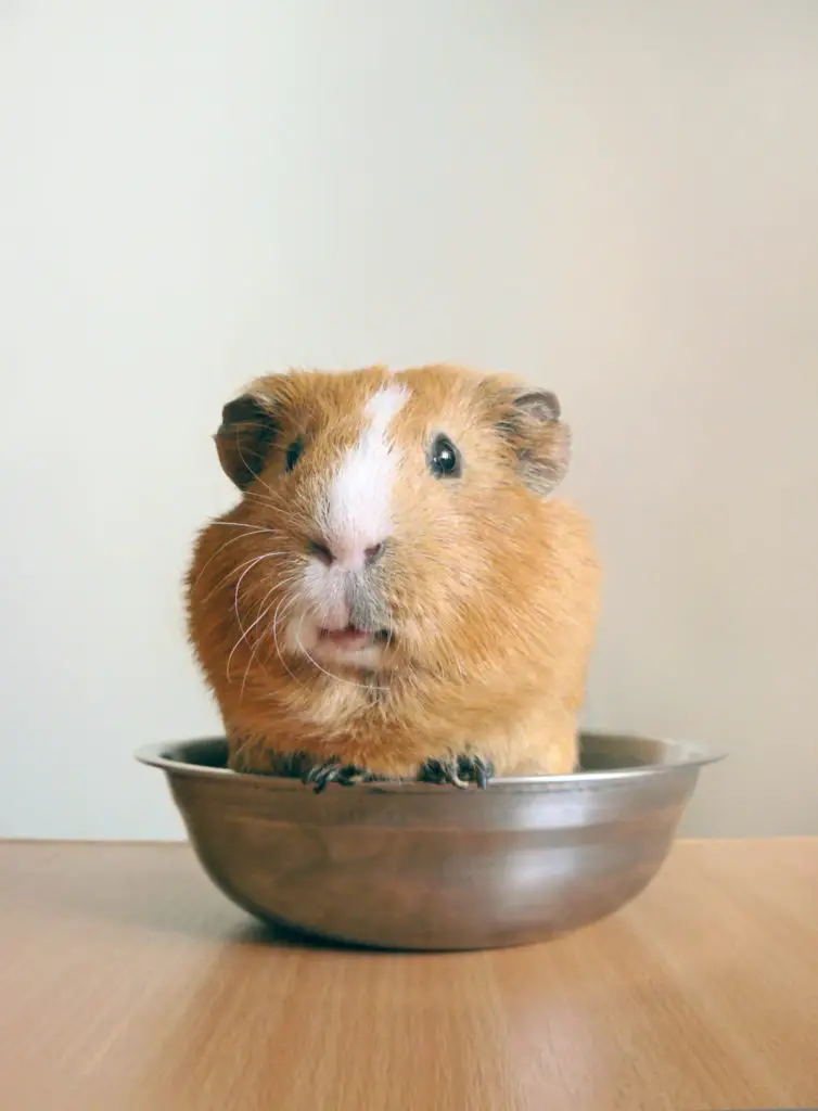 Can guinea pigs eat red cabbage