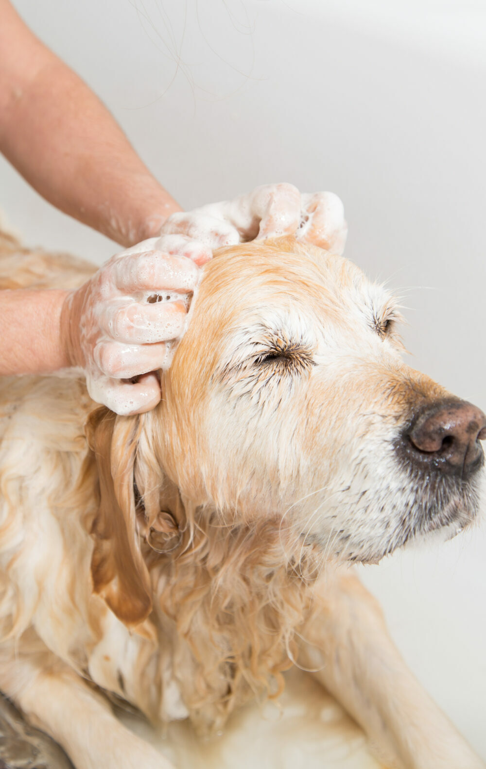 can-dogs-eat-raw-trout-read-this-first