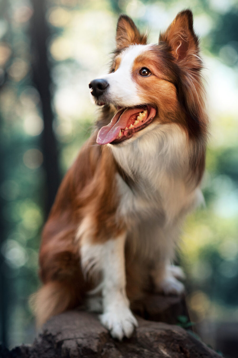 How Do I Get My Dog To Stop Eating Earthworms?