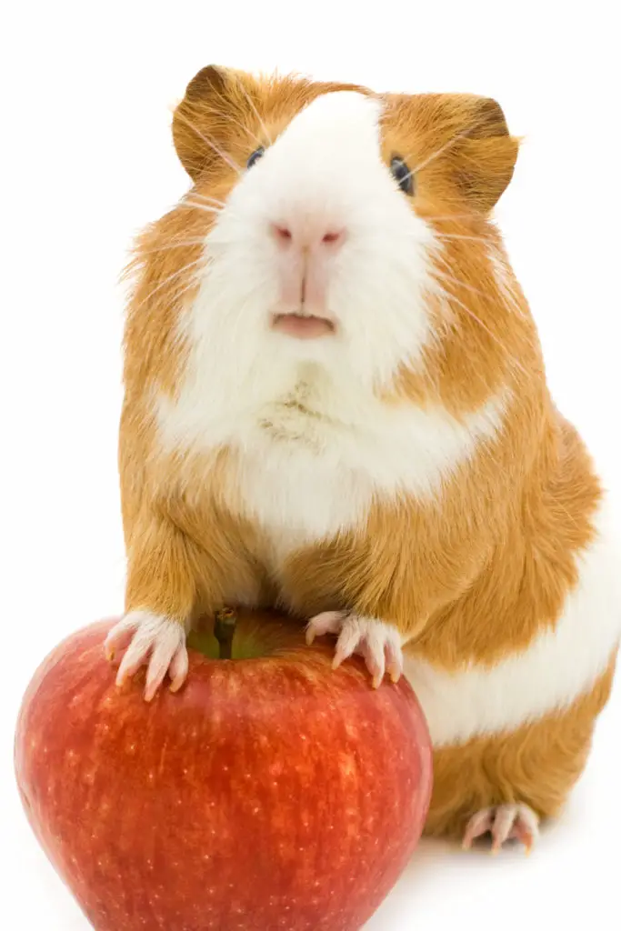 Are Guinea Pigs Easy To Train