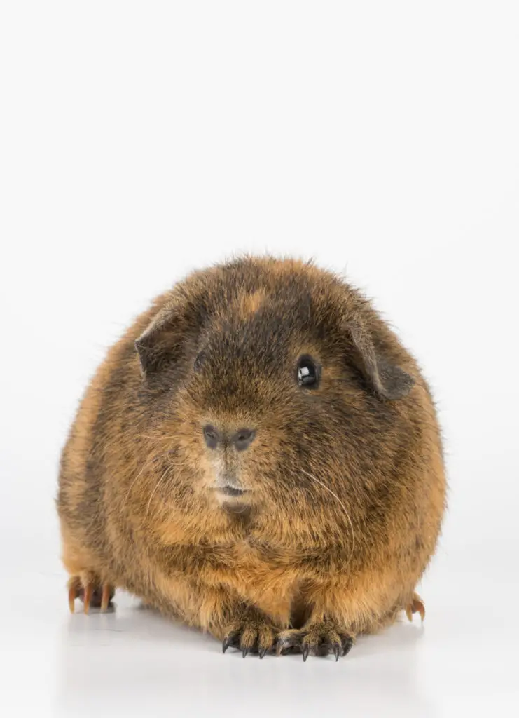 How long can guinea pigs go without water