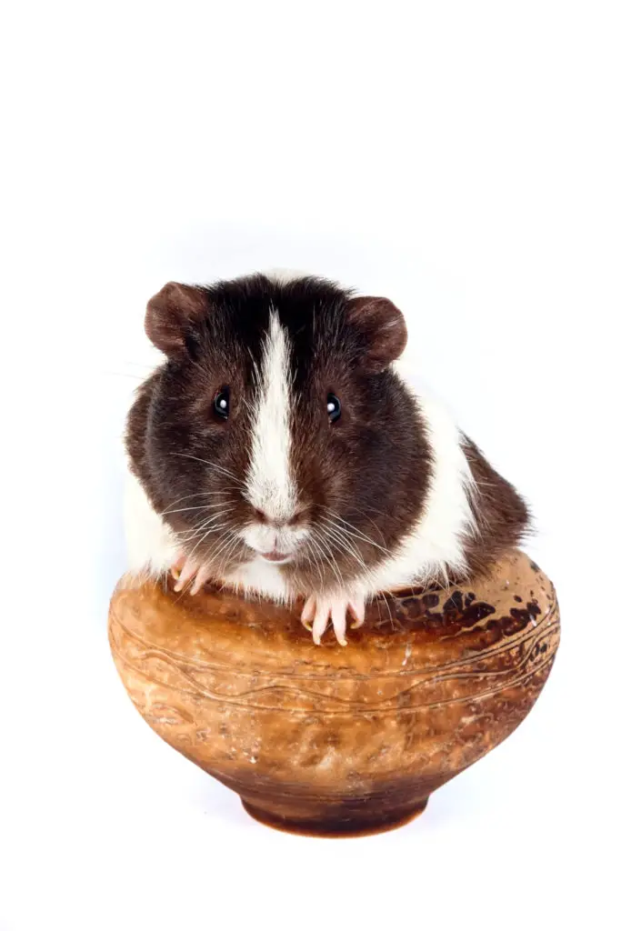 4 Ways To Train A Guinea Pig