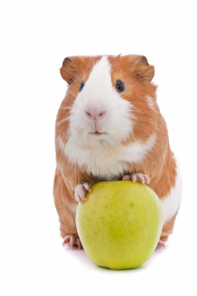 Weight Of A Guinea Pig 