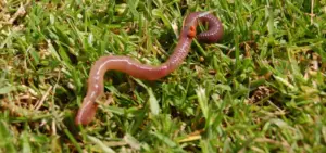 How Do I Get My Dog To Stop Eating Earthworms?