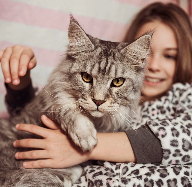 Are Maine Coon cats friendly