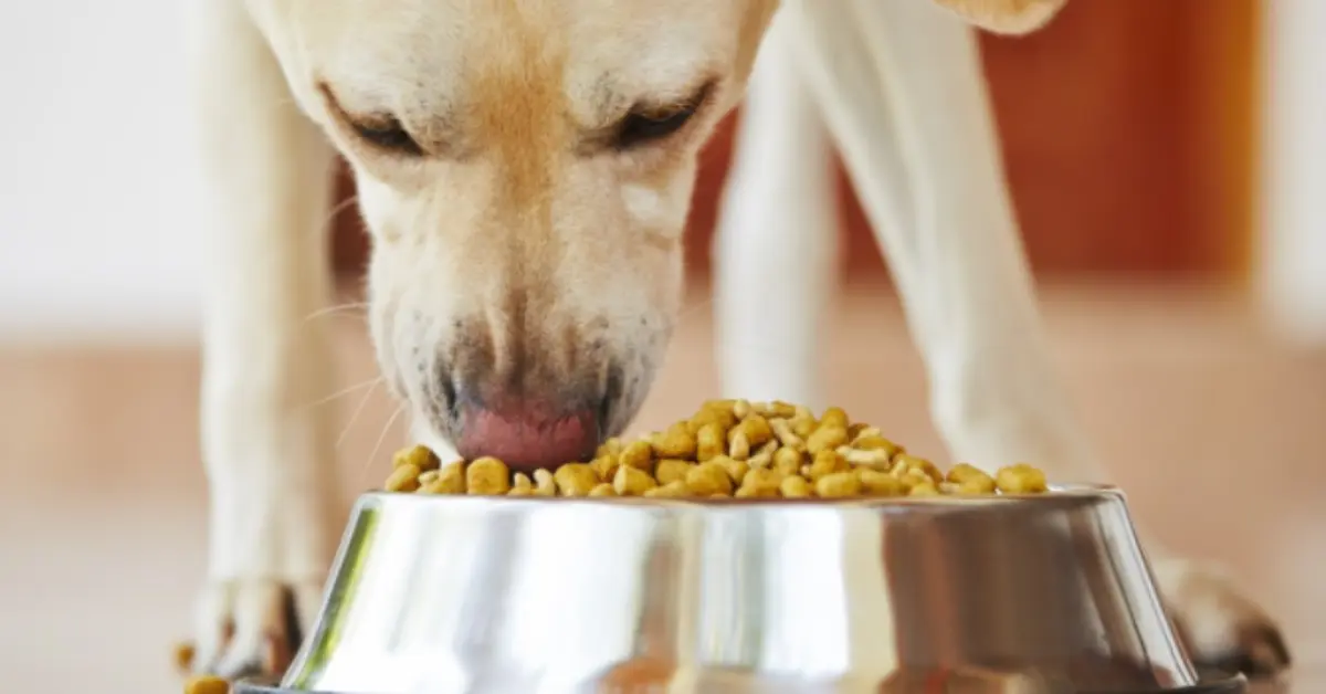 can a dog eat cold food from fridge