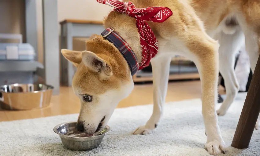 Can dogs eat cold food