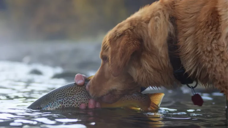 Can Dogs Eat Raw Trout? Read This First!