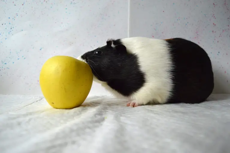 Can Guinea Pigs Eat Apples? How To Feed Apples to Guinea Pigs?