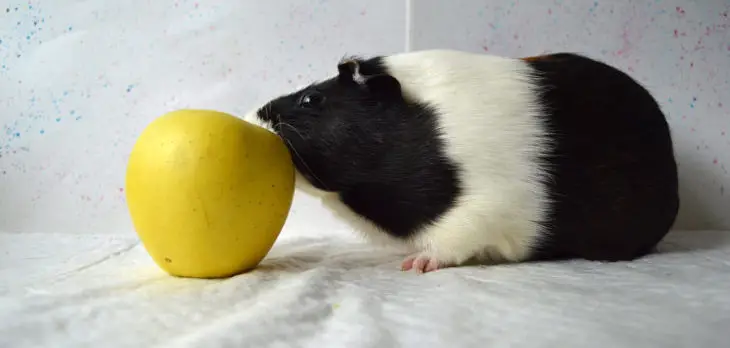 can guinea pigs eat apples
