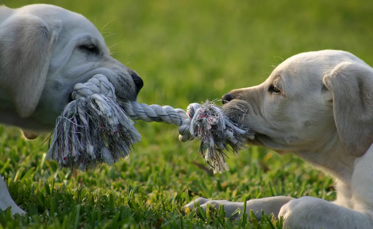 dog lost a tooth after tug of war