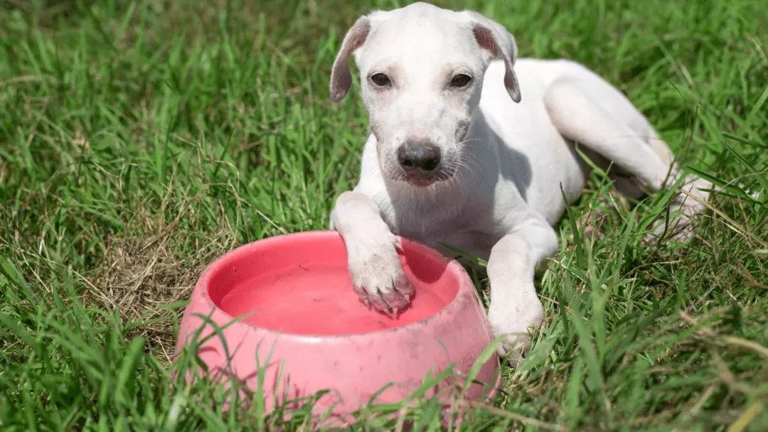 dog not drinking water after tooth extraction