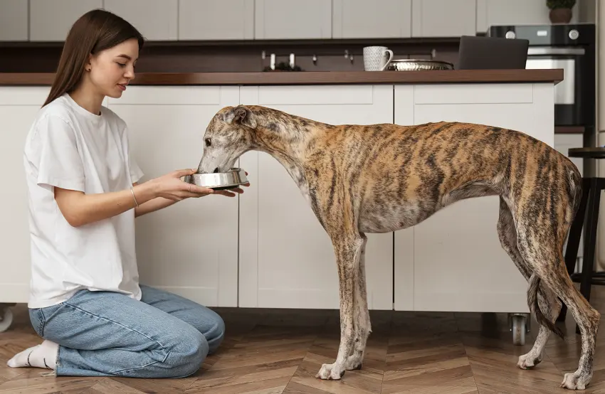 Can A Dog Eat Cold Food From Fridge? Is It Safe? - Petcosset