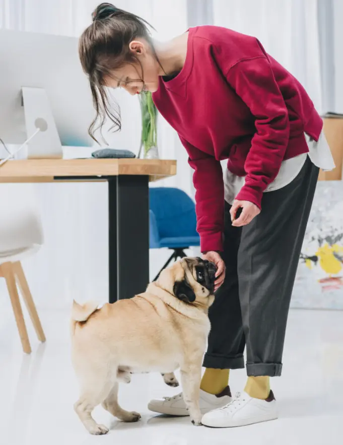 How to comfort dogs after dental cleaning