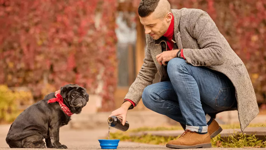 How to encourage a dog to drink after tooth extraction