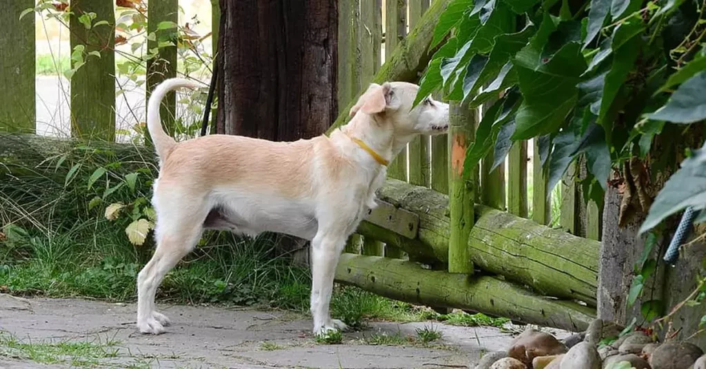 how to keep dogs from barking at the fence