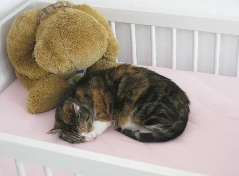 How To Keep The Cat Out Of Crib: 5 Steps to Take