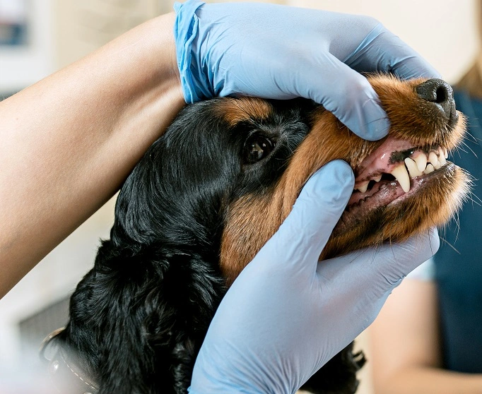 How to protect your dog’s teeth from falling off