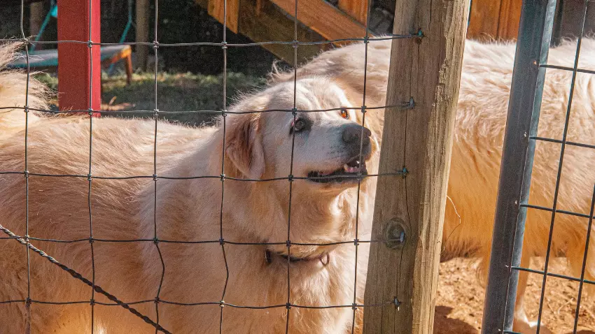 how to stop dog barking at fence