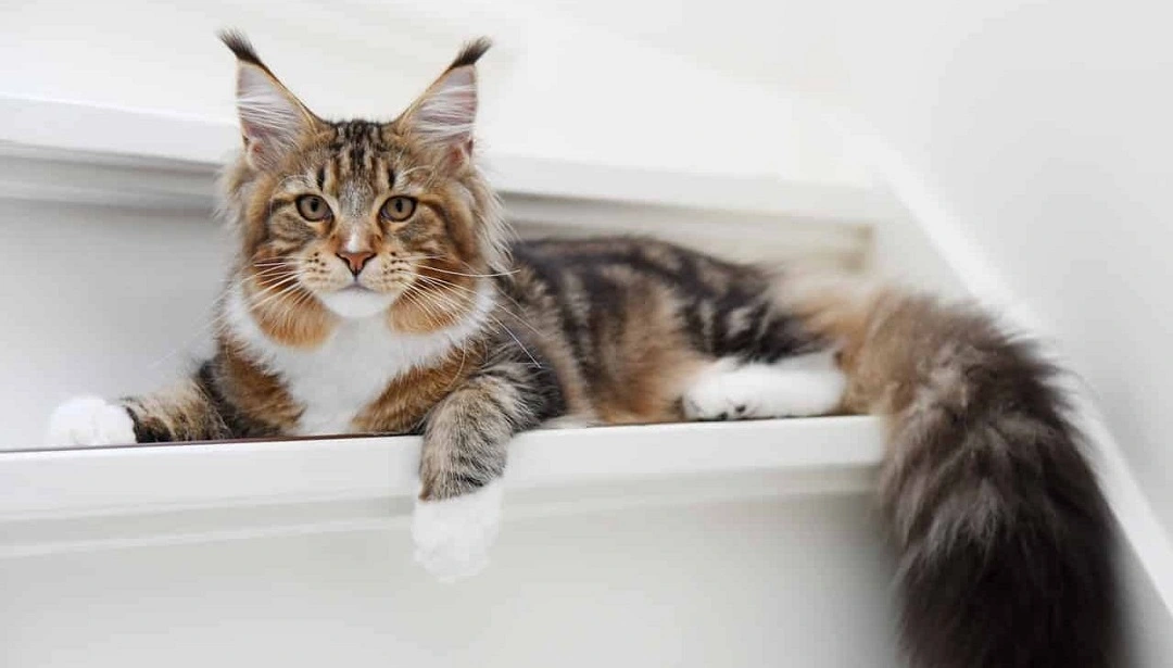 is maine coon hypoallergenic