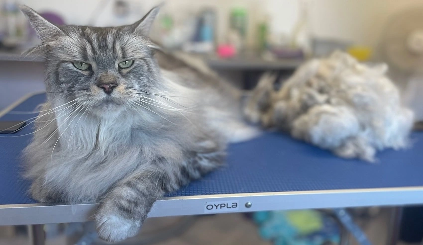 maine coon shedding