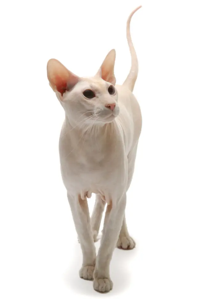 Oriental Shorthair