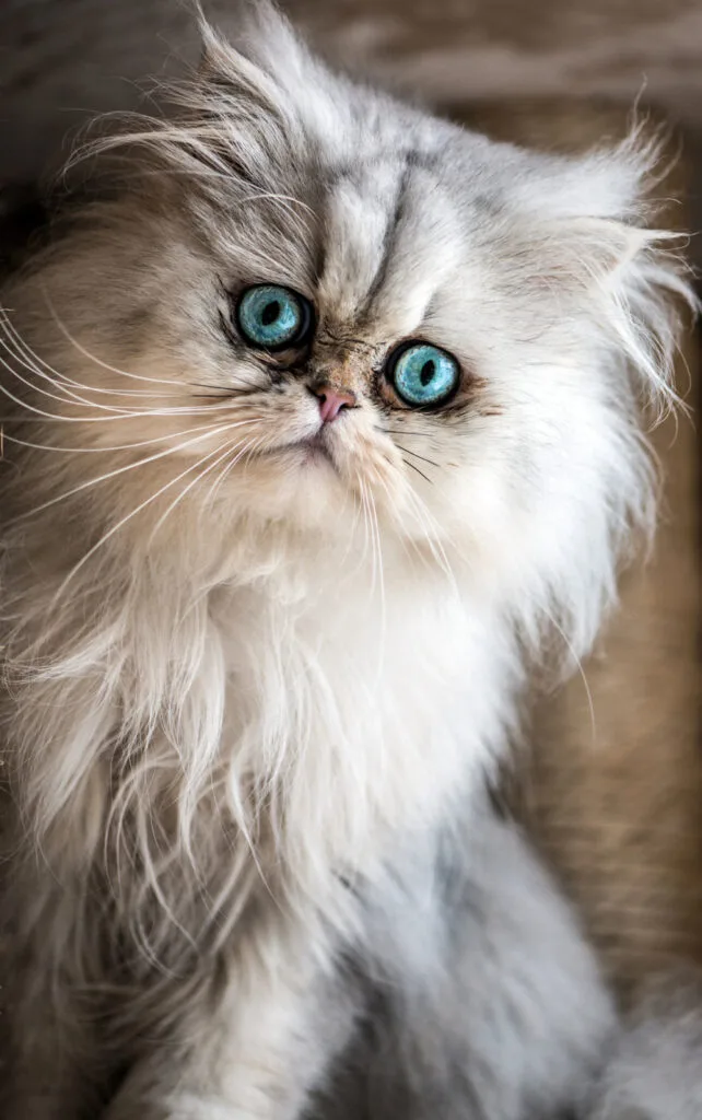 Persian cat